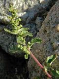 genus Chenopodium. Верхушка веточки плодоносящего растения. Испания, Кастилия и Леон, г. Саламанка, каменная стена. Октябрь.