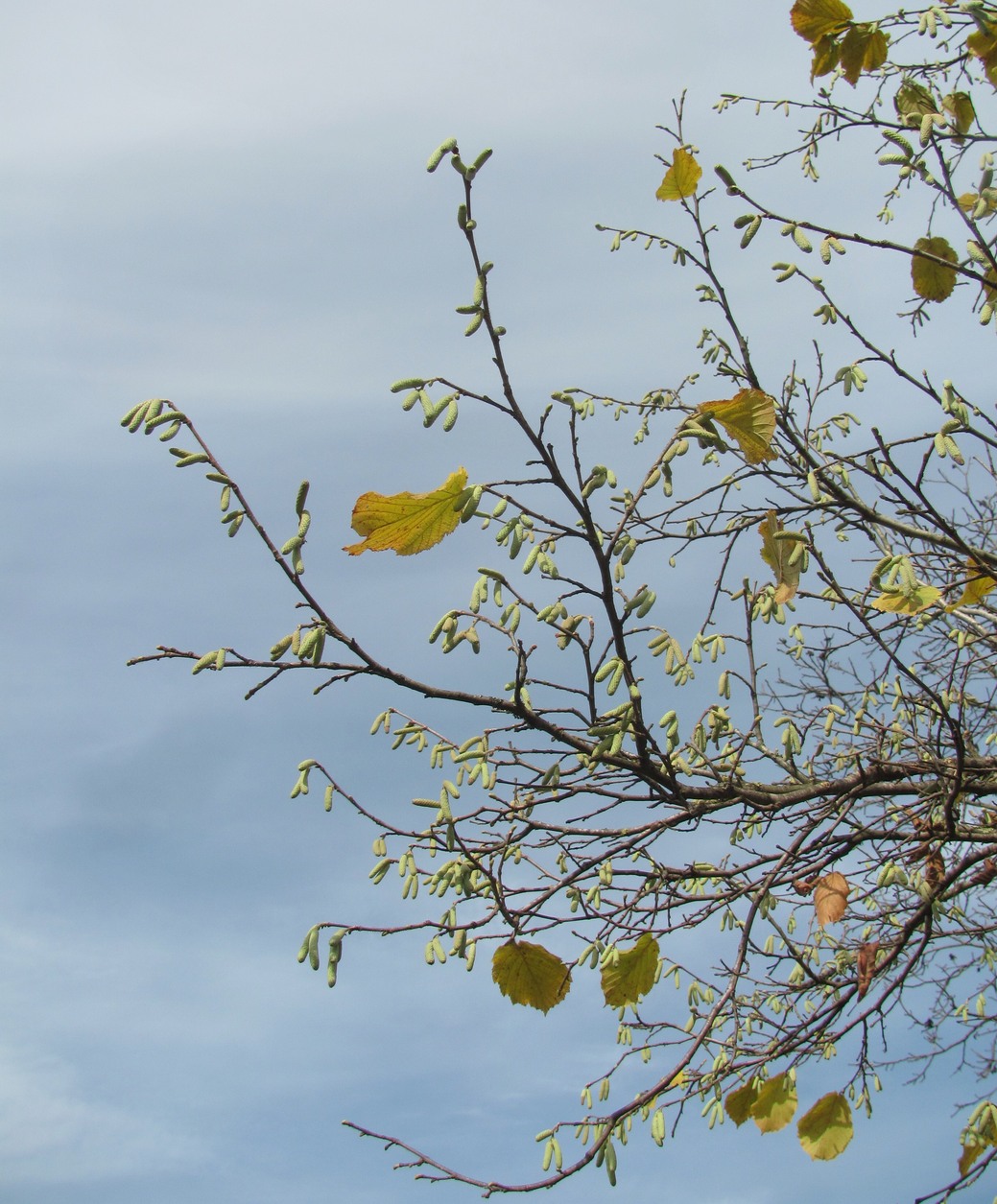 Изображение особи Corylus pontica.