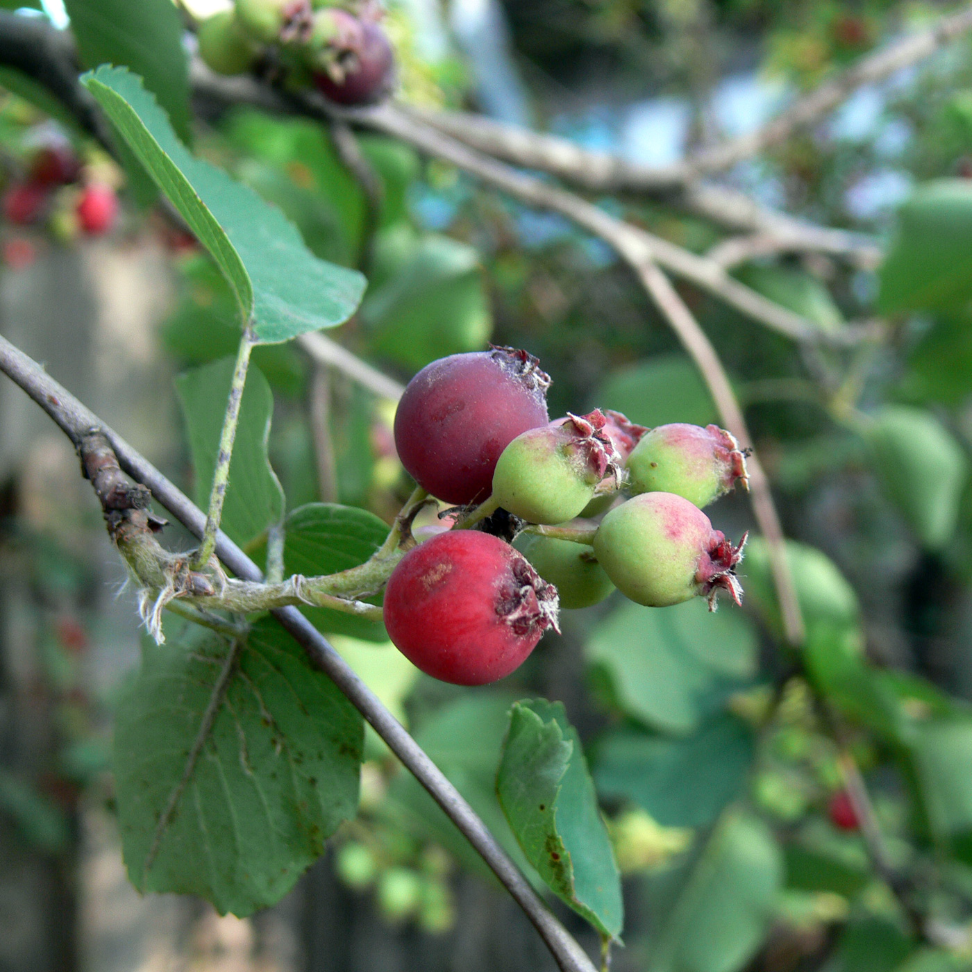 Image of Amelanchier alnifolia specimen.