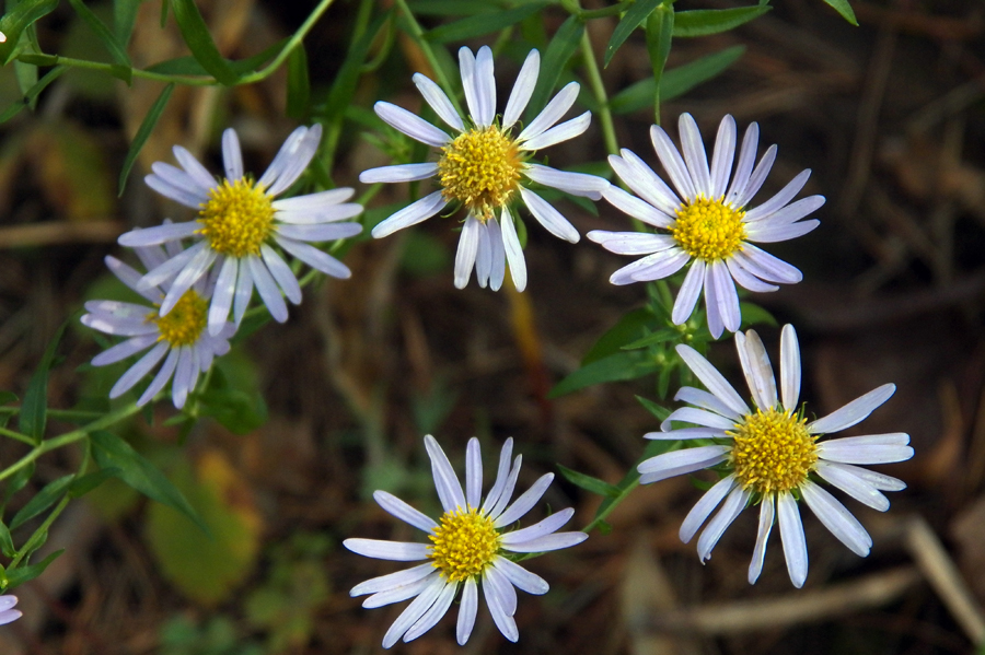 Image of genus Heteropappus specimen.