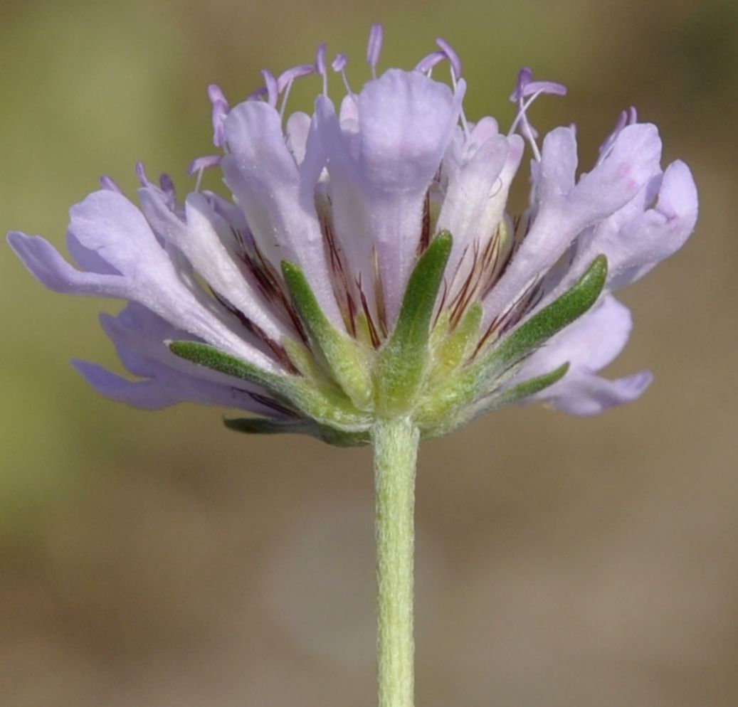 Image of Sixalix atropurpurea ssp. maritima specimen.