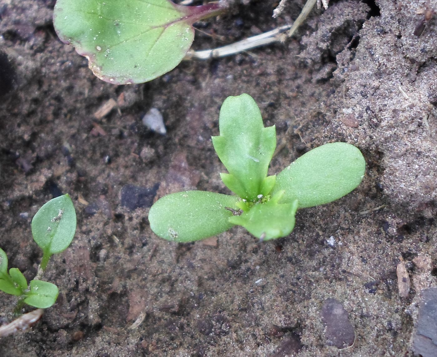 Image of Glebionis coronaria specimen.