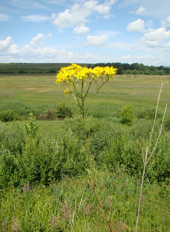 Image of Senecio jacobaea specimen.