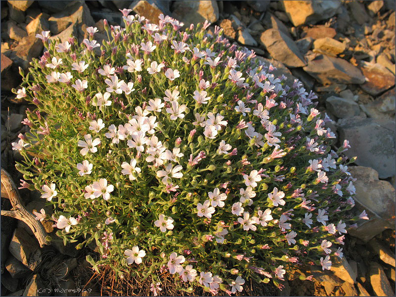 Image of Gypsophila violacea specimen.