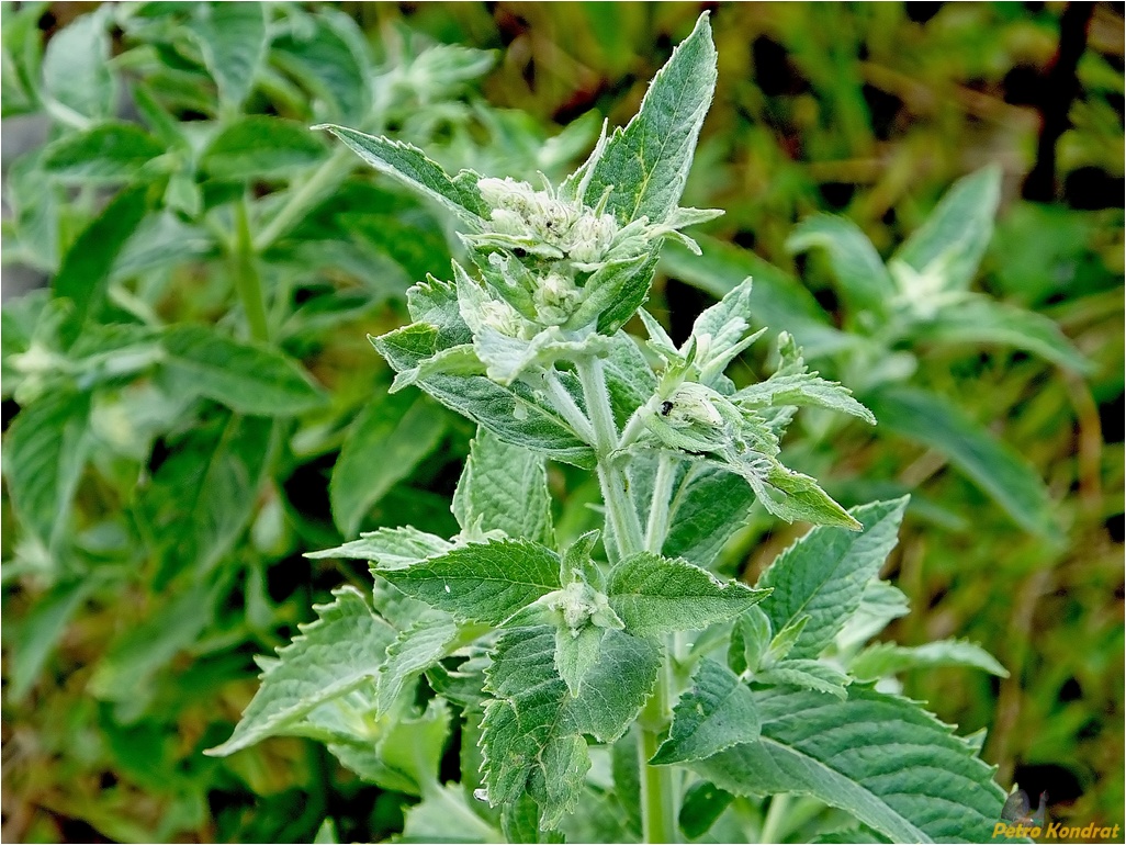 Image of Mentha longifolia specimen.