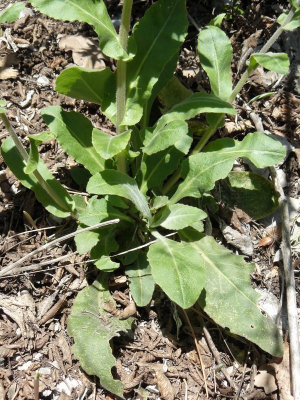 Изображение особи Arabis turrita.