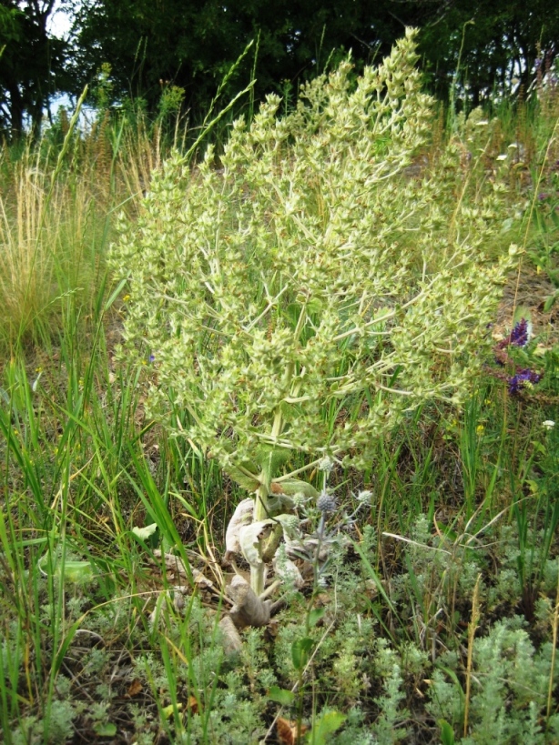 Image of Salvia aethiopis specimen.