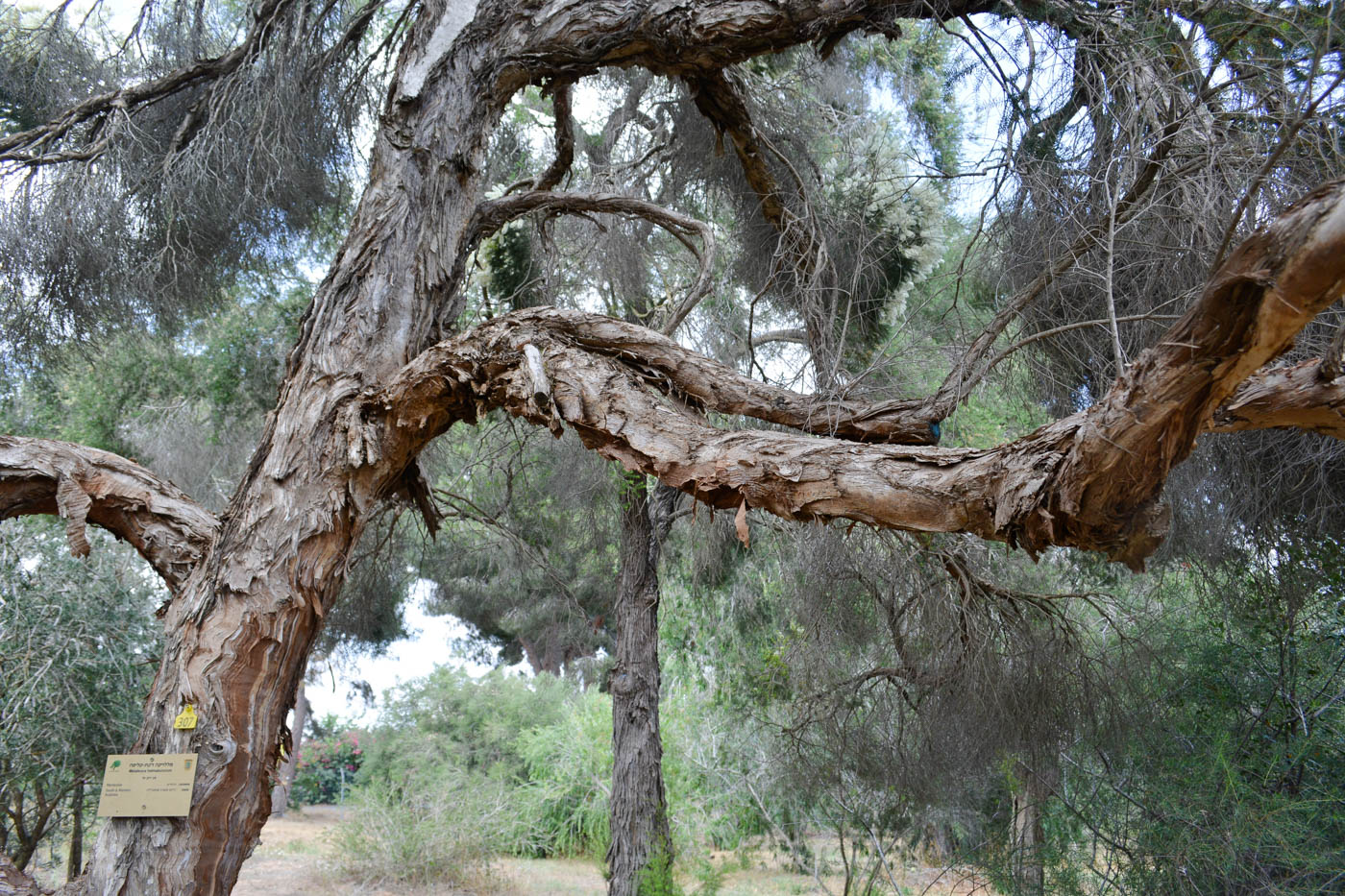 Image of Melaleuca halmaturorum specimen.