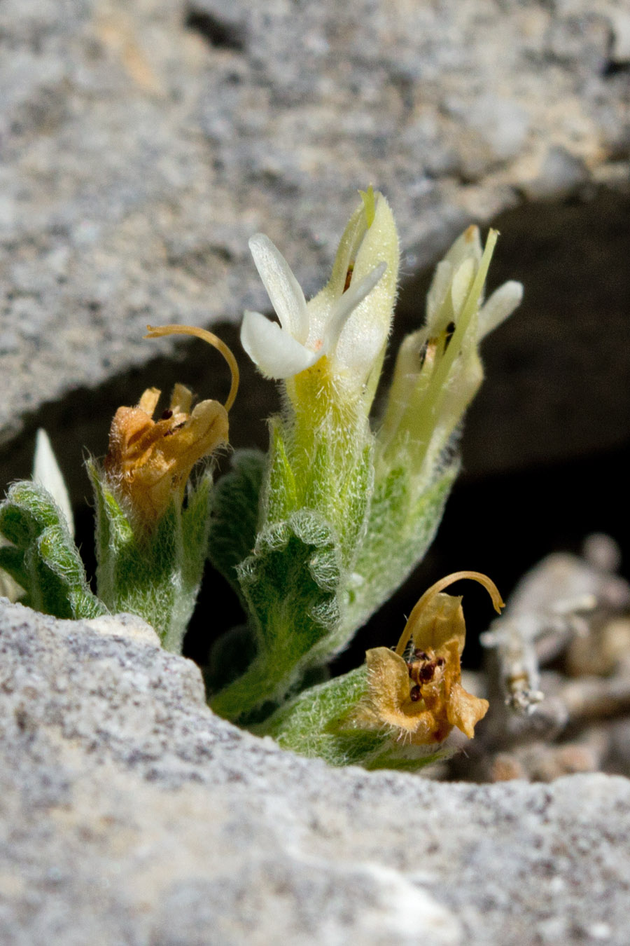 Image of Teucrium alpestre specimen.