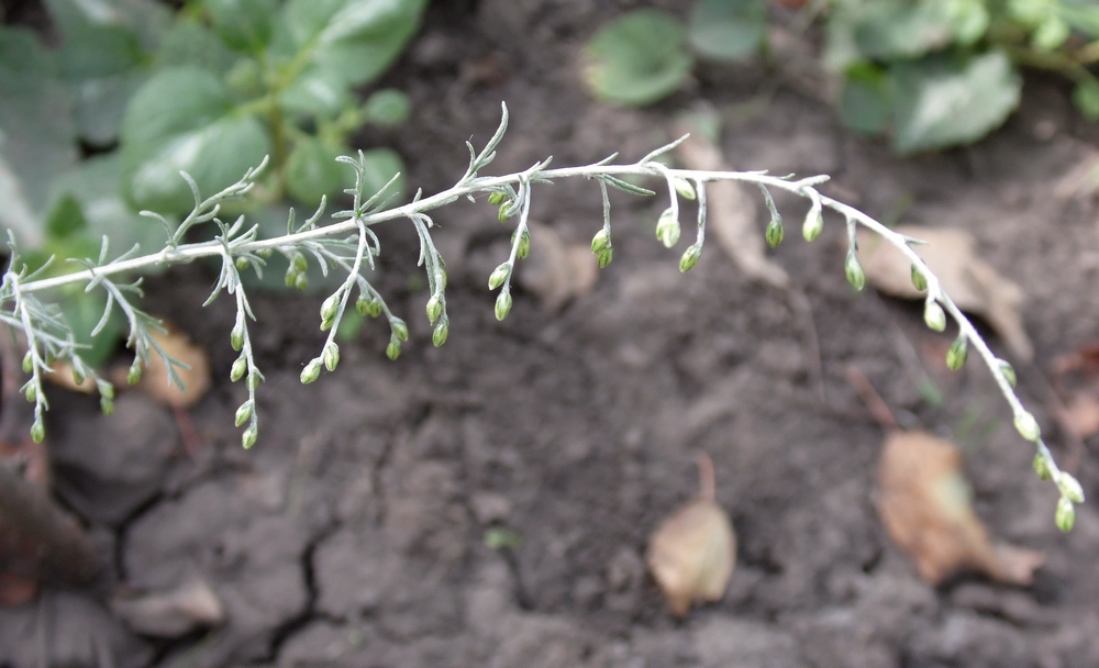 Image of genus Artemisia specimen.