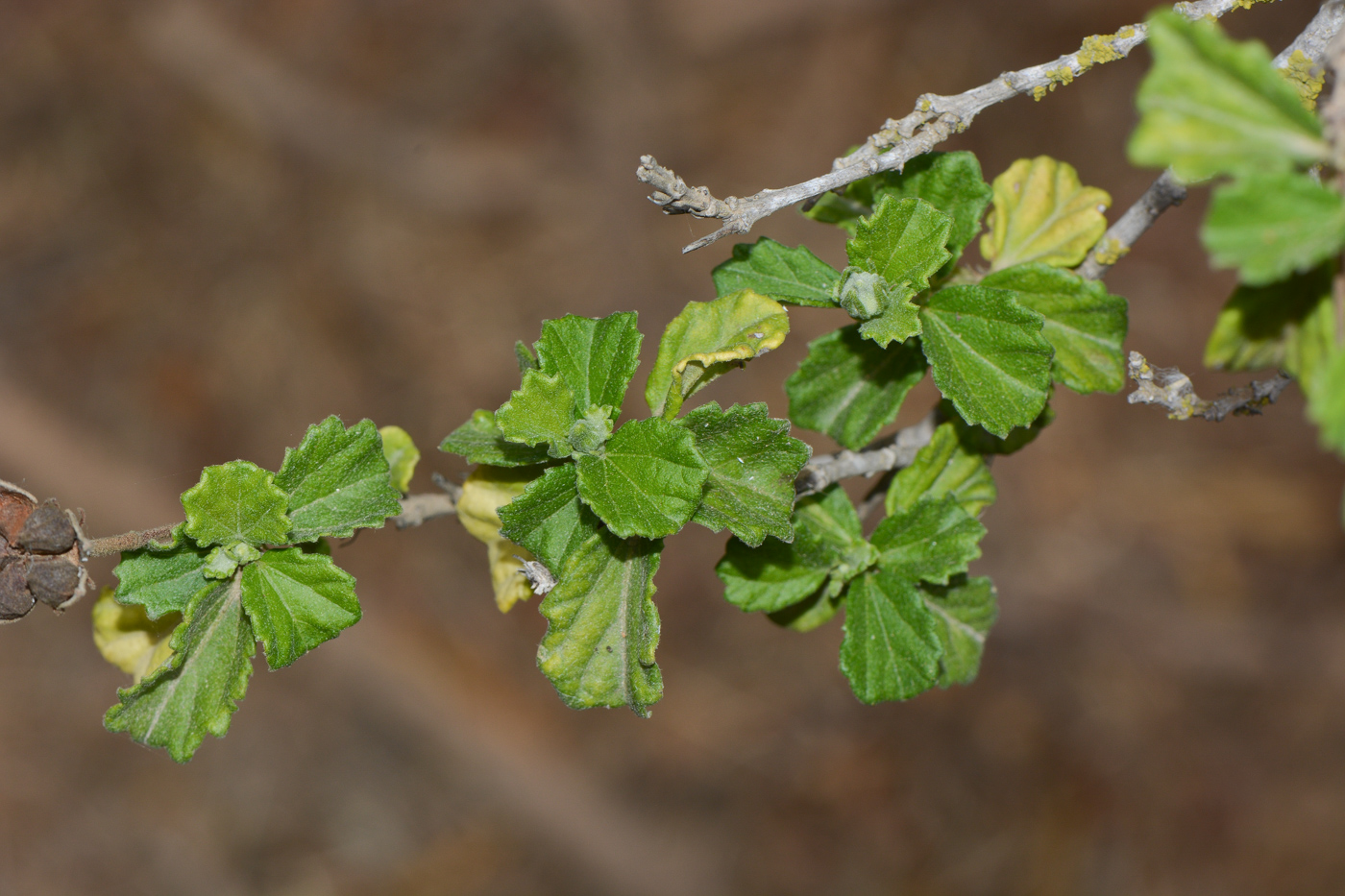 Image of Pavonia praemorsa specimen.