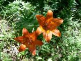 Lilium pensylvanicum