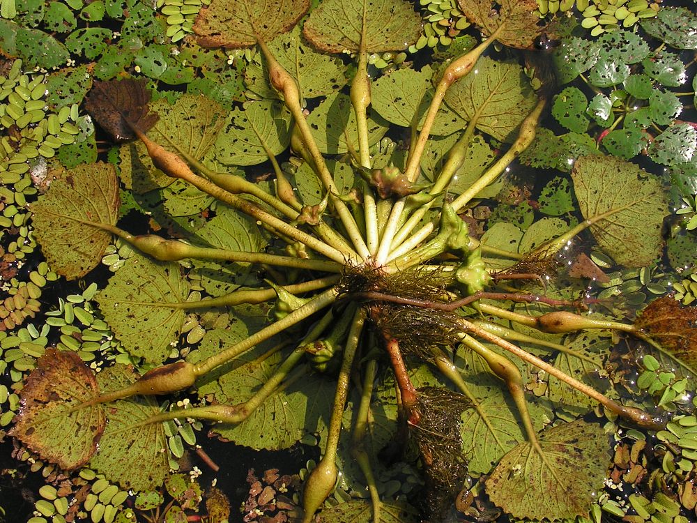 Image of Trapa japonica specimen.