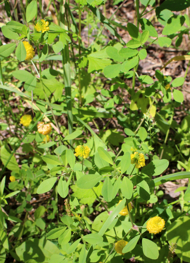 Image of Trifolium campestre specimen.