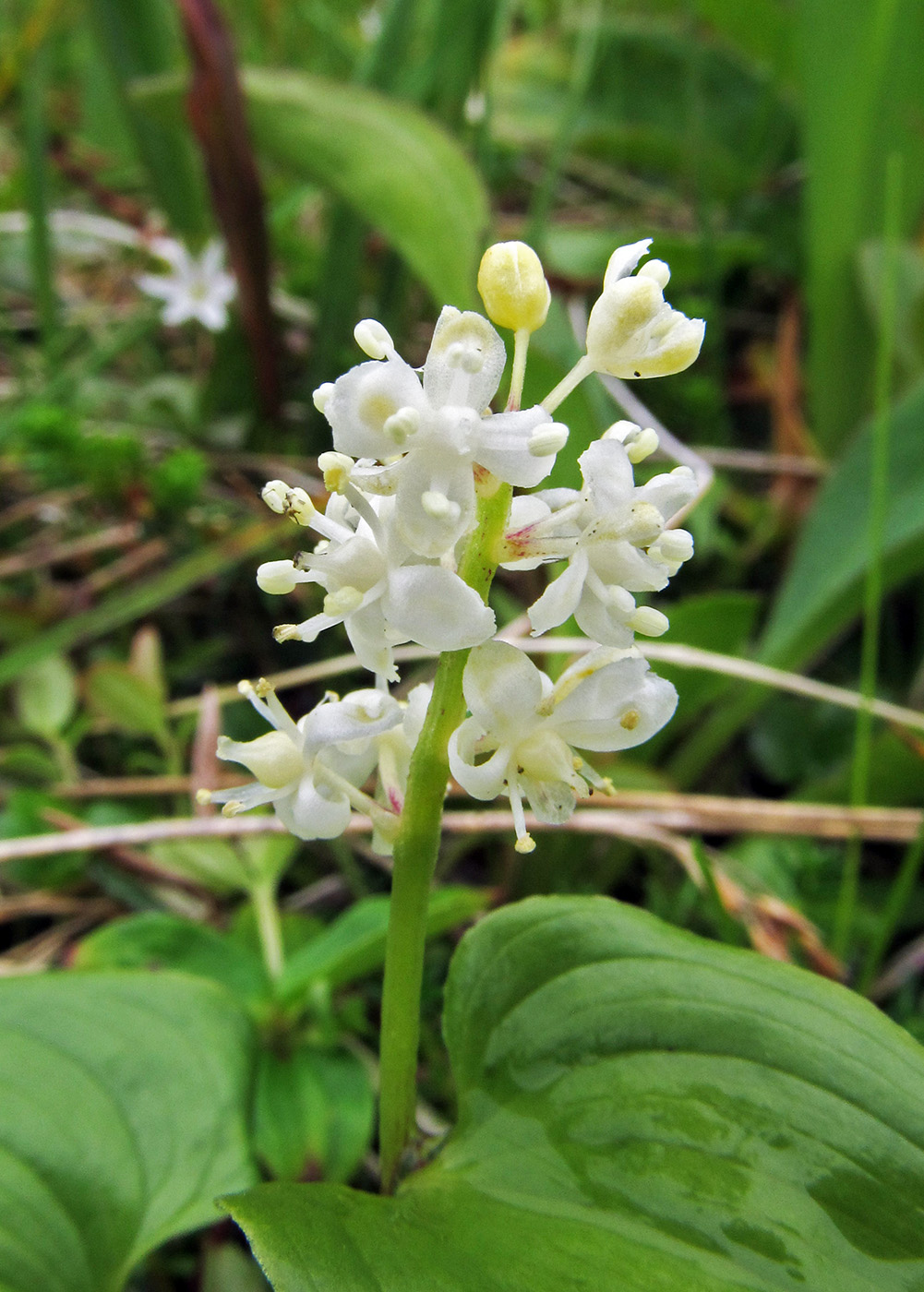 Image of Maianthemum dilatatum specimen.