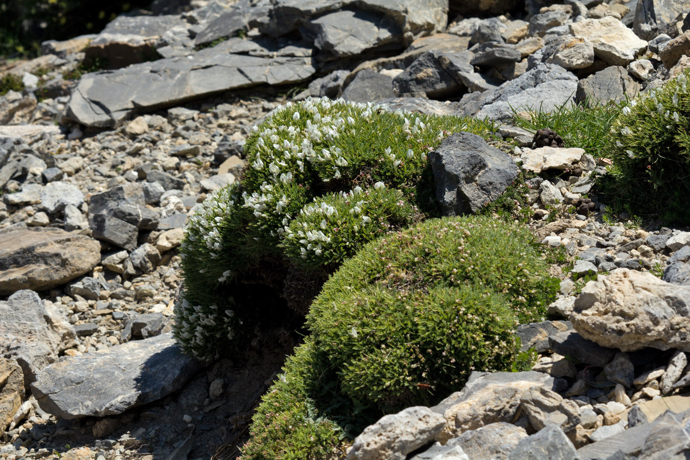 Image of Astragalus angustifolius specimen.