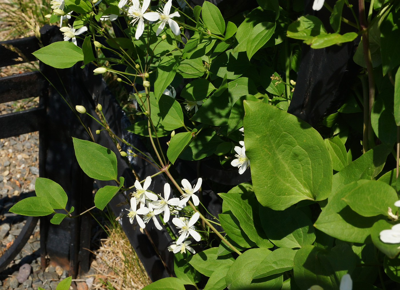 Image of Clematis mandshurica specimen.