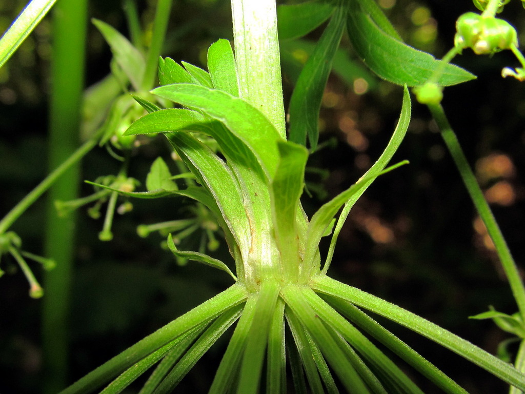 Image of Pleurospermum austriacum specimen.