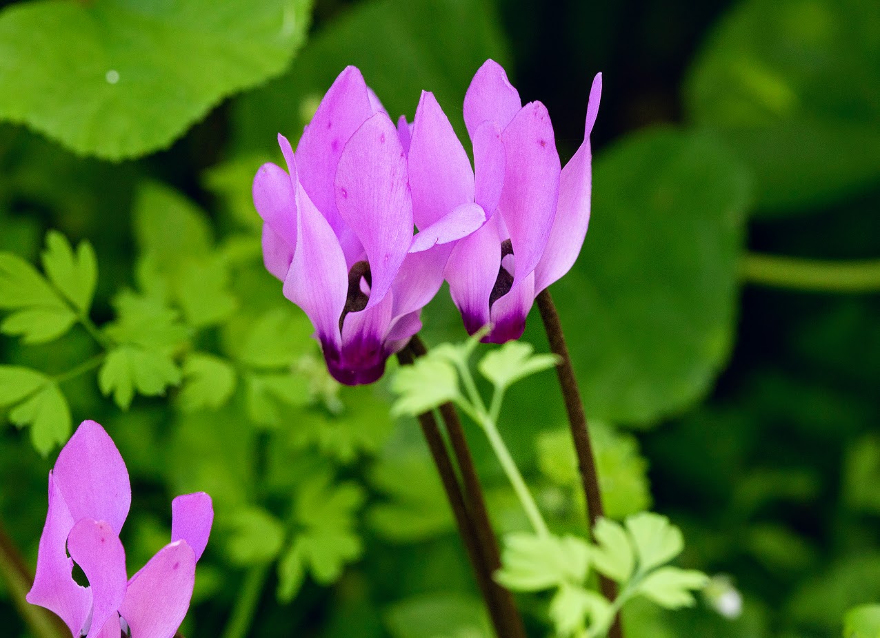 Image of Cyclamen persicum specimen.