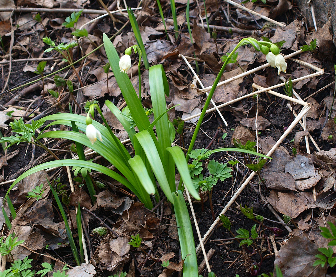 Изображение особи Leucojum vernum.