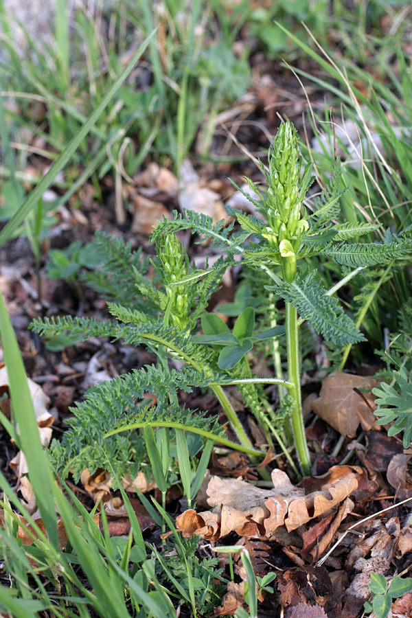 Image of Pedicularis sibthorpii specimen.