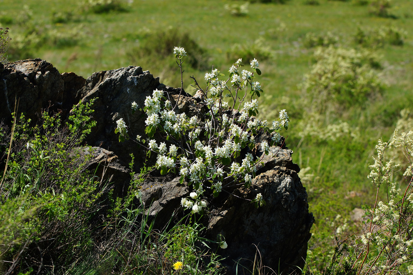 Image of Amelanchier ovalis specimen.