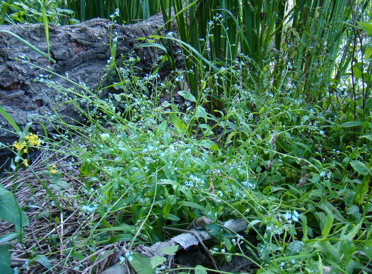 Изображение особи Myosotis cespitosa.