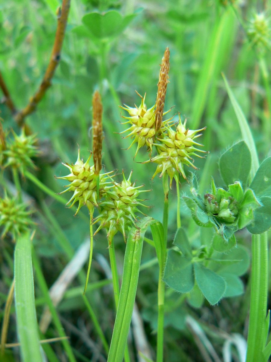 Image of Carex flava specimen.