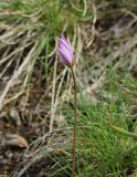 Tulipa patens