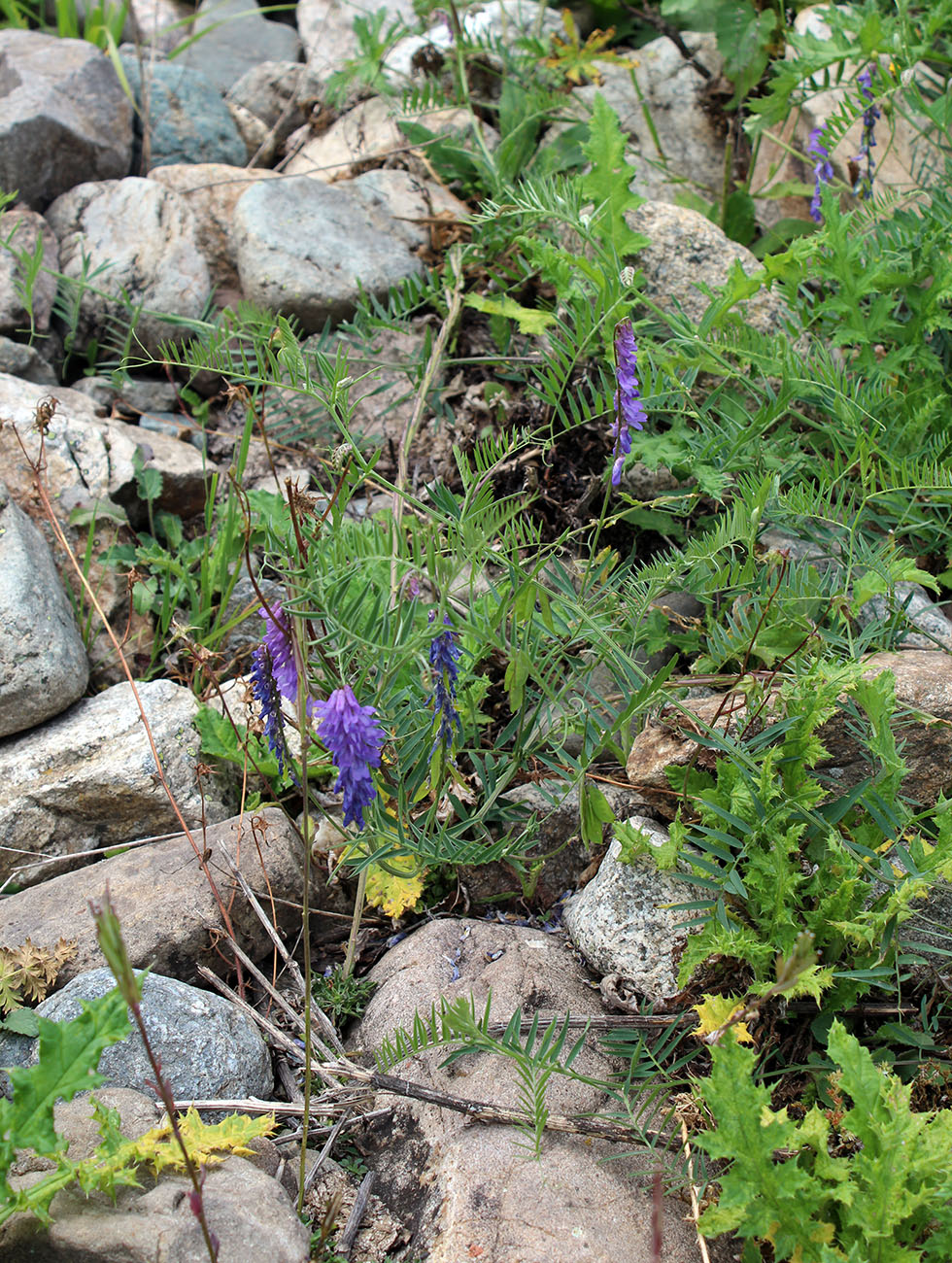 Image of Vicia grossheimii specimen.