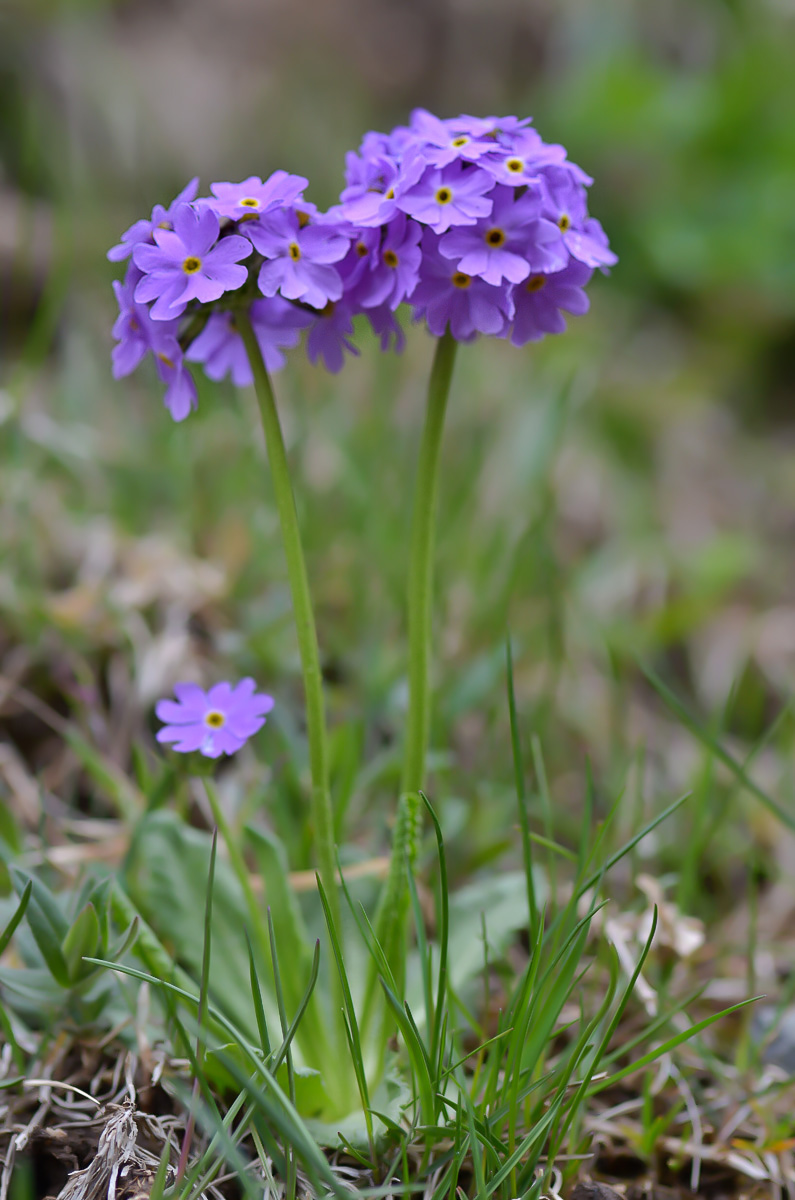 Image of Primula algida specimen.