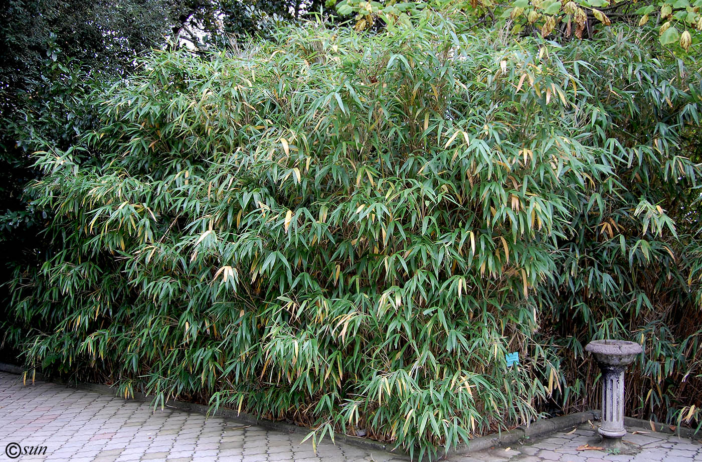 Image of Pseudosasa japonica specimen.