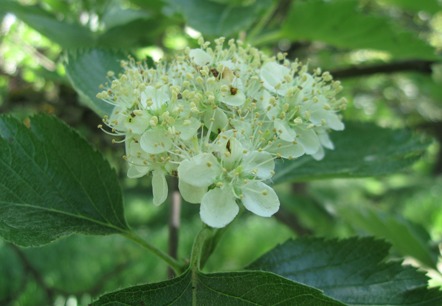 Image of Sorbus intermedia specimen.