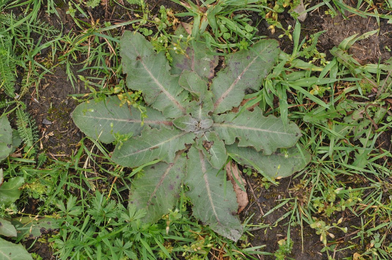 Изображение особи Trommsdorffia maculata.