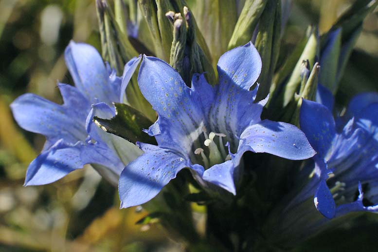 Image of Gentiana kirilowii specimen.