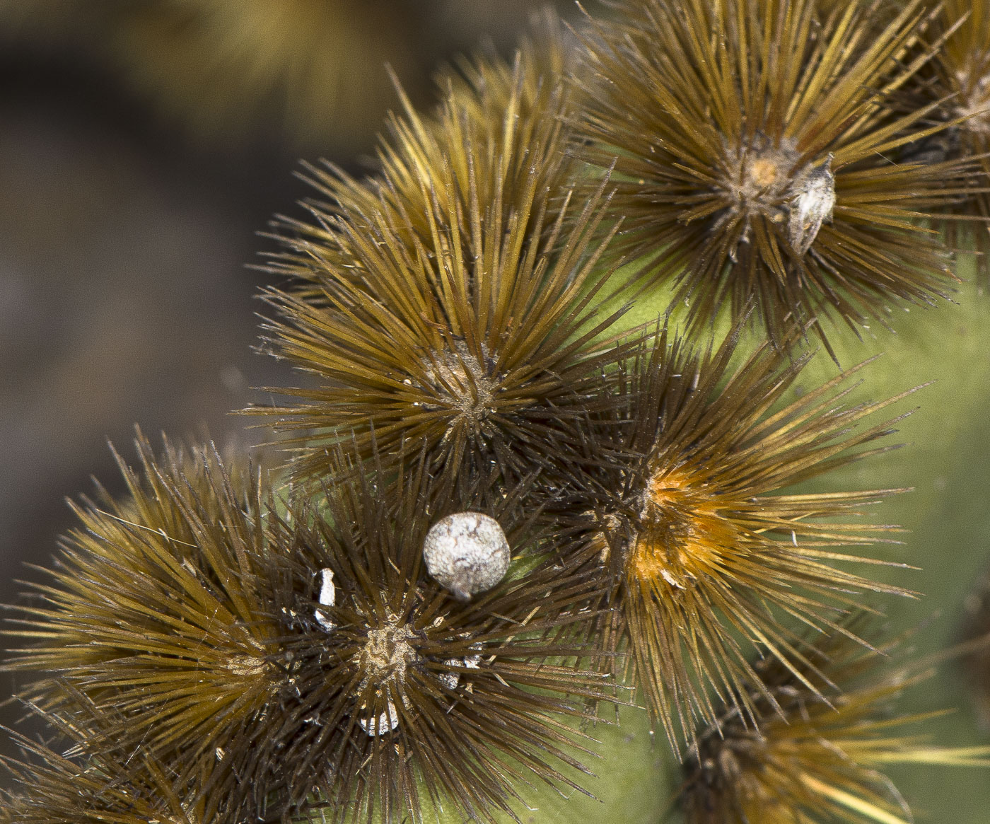 Image of Opuntia aciculata specimen.