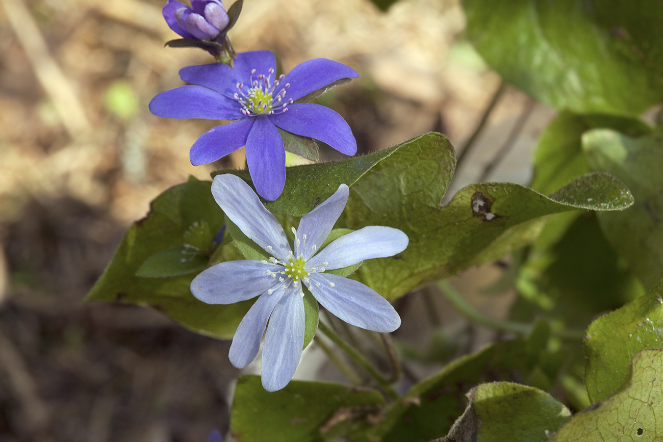 Image of Hepatica nobilis specimen.