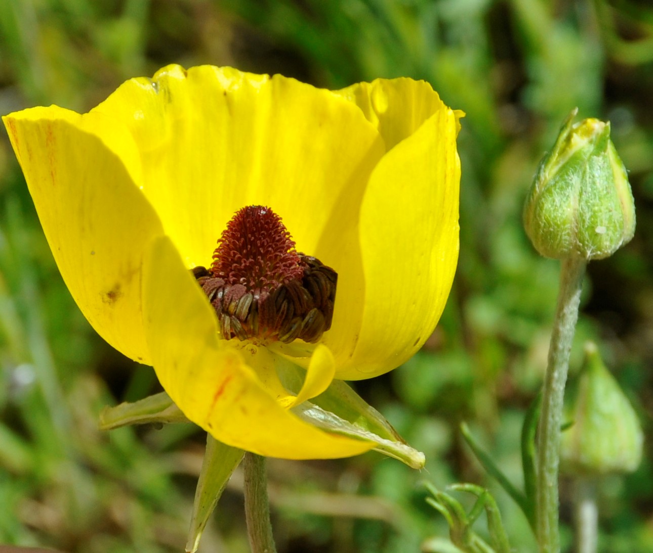 Image of Ranunculus asiaticus specimen.