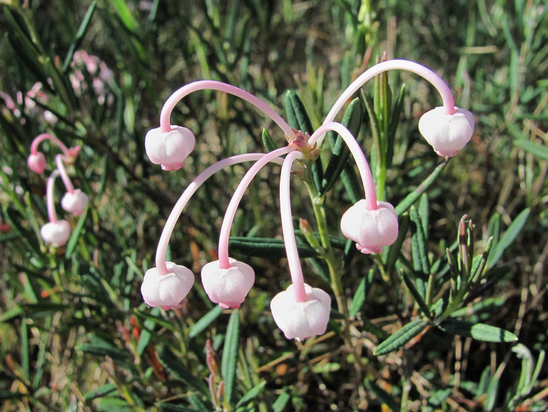 Image of Andromeda polifolia specimen.