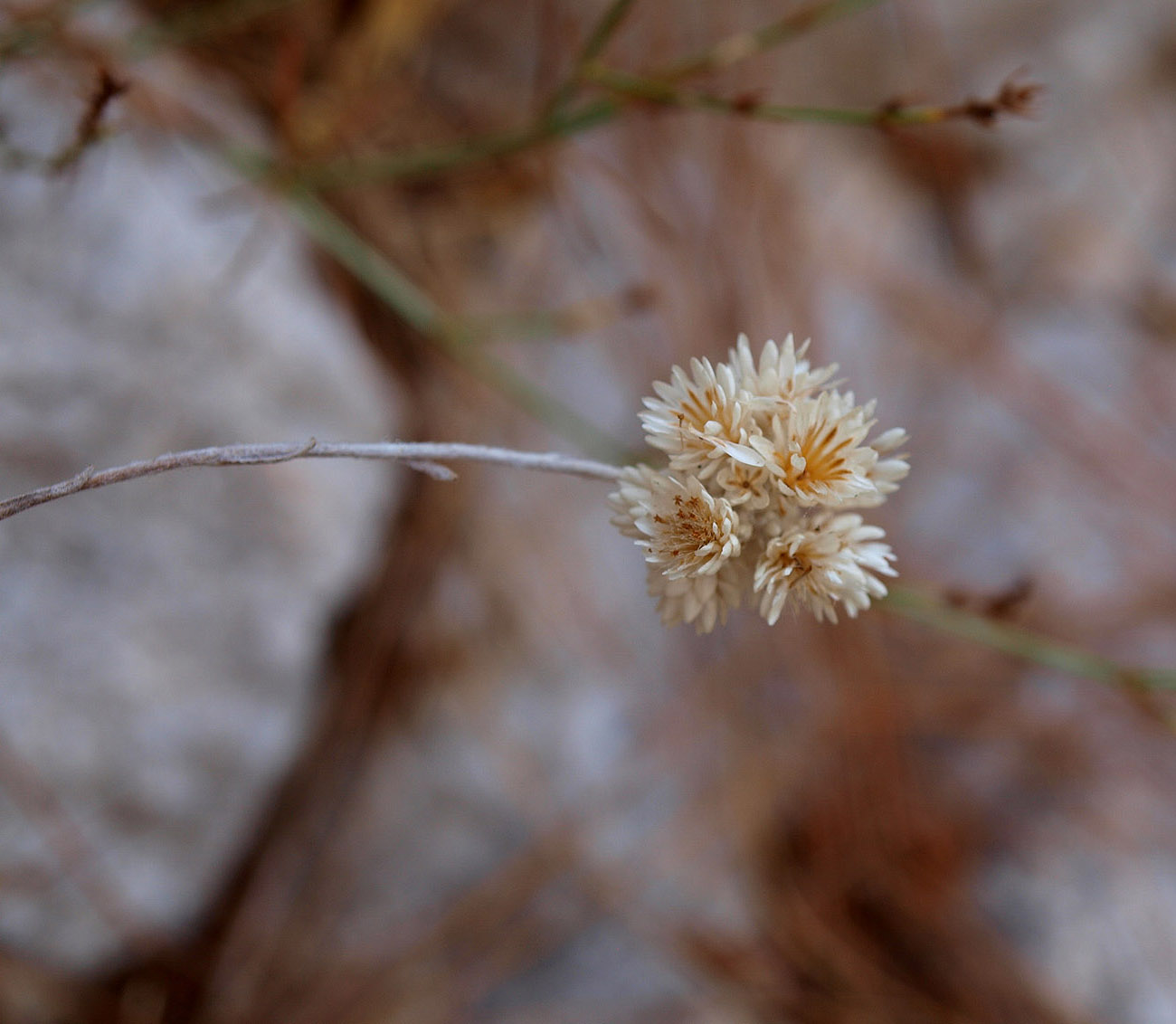 Image of Helichrysum pamphylicum specimen.