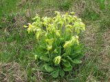 Primula veris