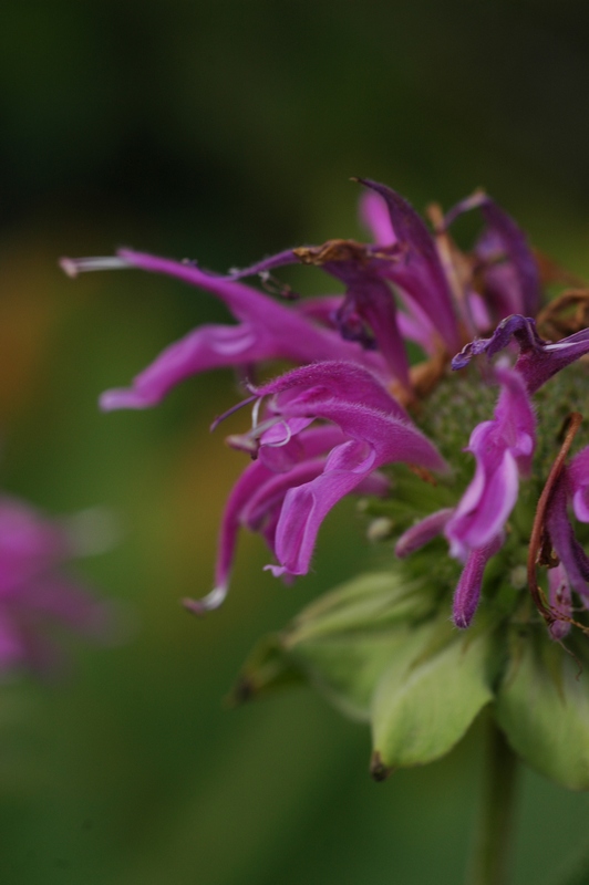 Image of Monarda media specimen.