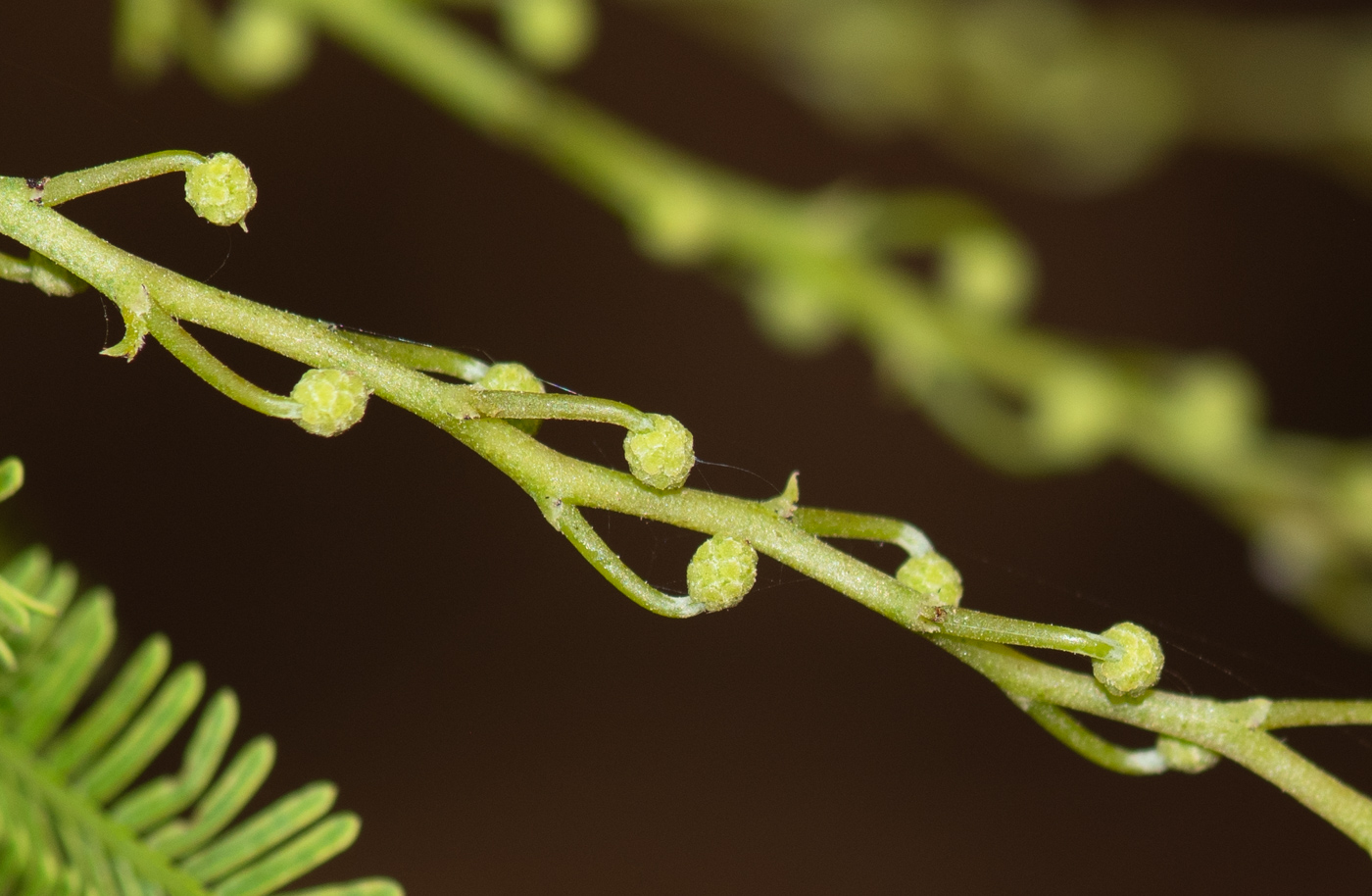 Image of Acacia baileyana specimen.