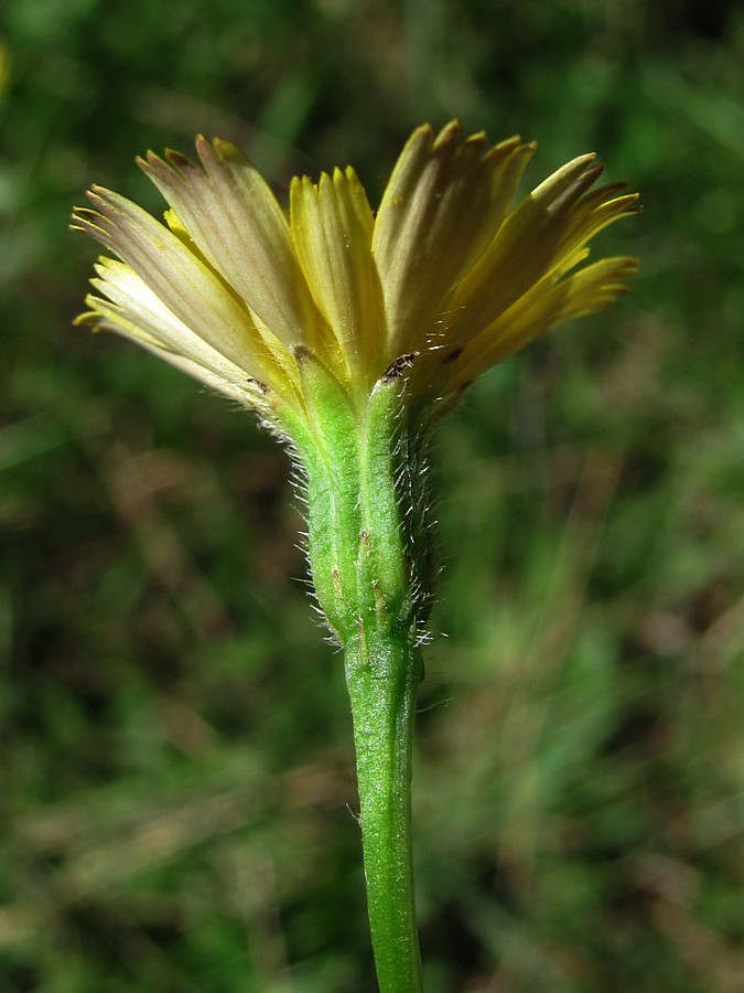 Изображение особи Leontodon saxatilis.