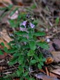 Teucrium chamaedrys