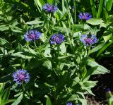 Centaurea montana