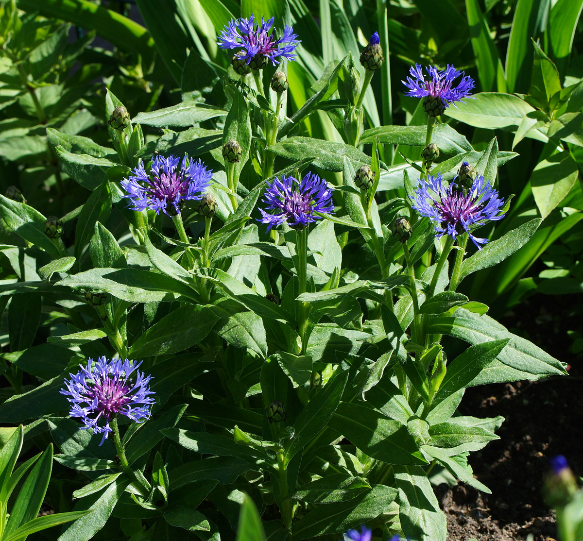 Изображение особи Centaurea montana.