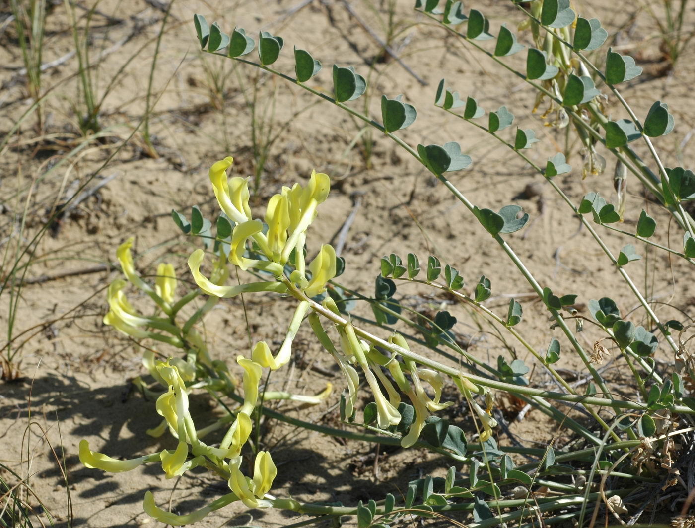 Image of Astragalus flexus specimen.