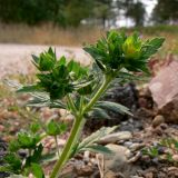 Potentilla norvegica. Верхушка растения с бутонами и отцветшим цветком. Свердловская обл., окр. г. Североуральск, куча щебёнки возле дороги. 29.07.2010.