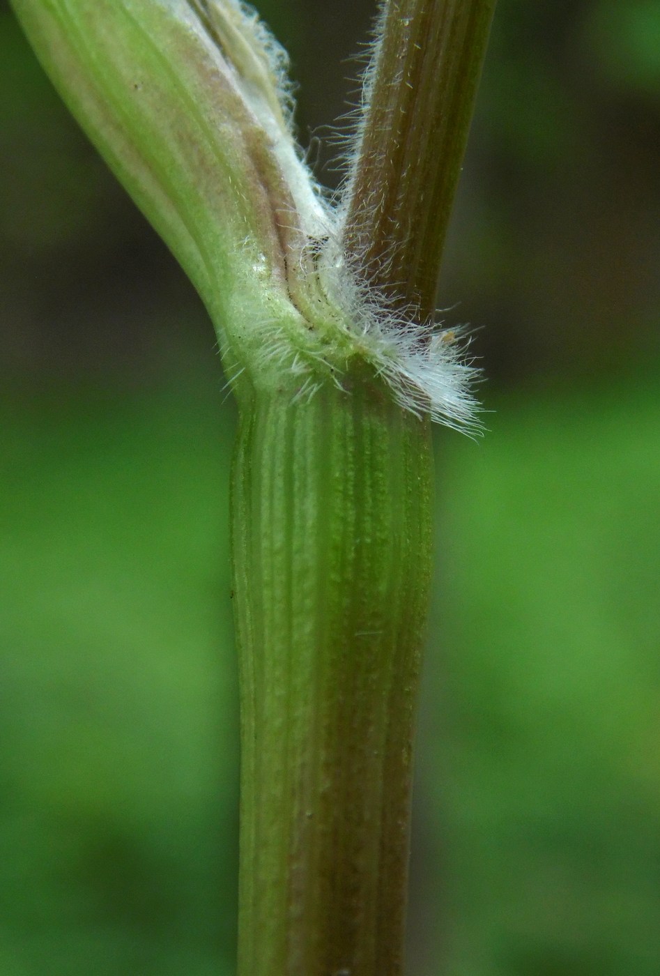 Изображение особи Anthriscus cerefolium.